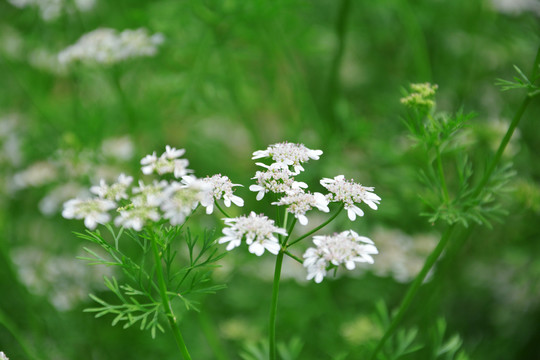 唯美香菜花