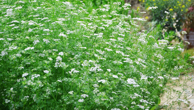 香菜花