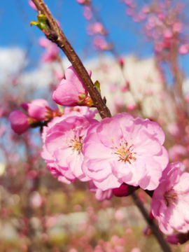 榆叶梅花