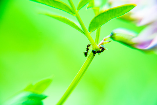 野花和蚂蚁