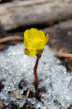 冰凌花