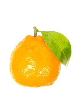 柑桔