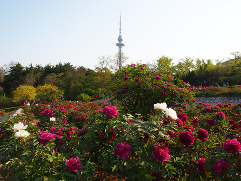 青岛中山公园