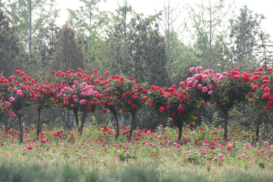 高清月季花树