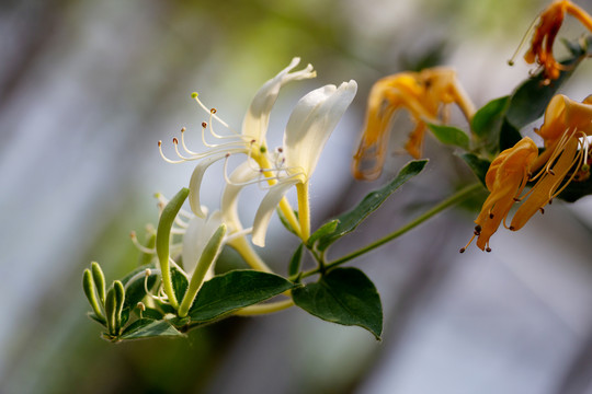 金银花