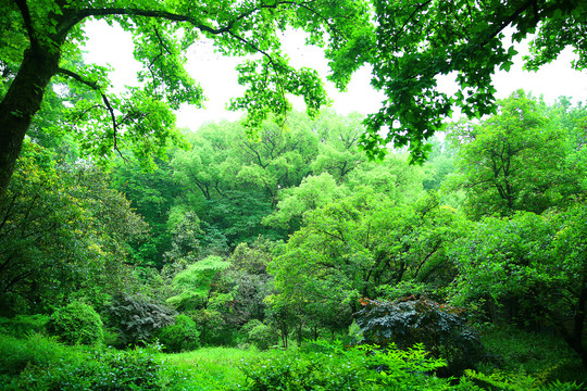 杭州植物园内景