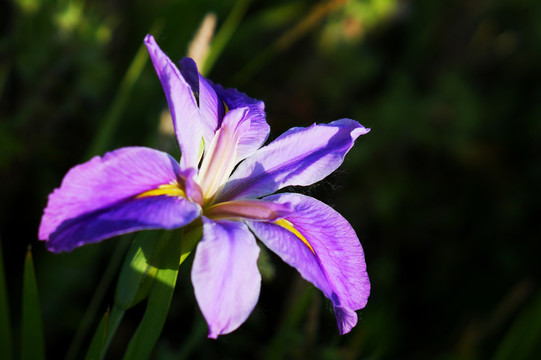 玉蝉花