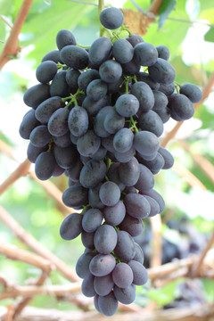 紫脆葡萄