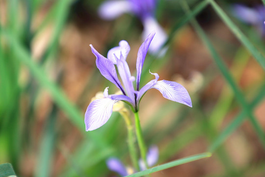 白花马蔺