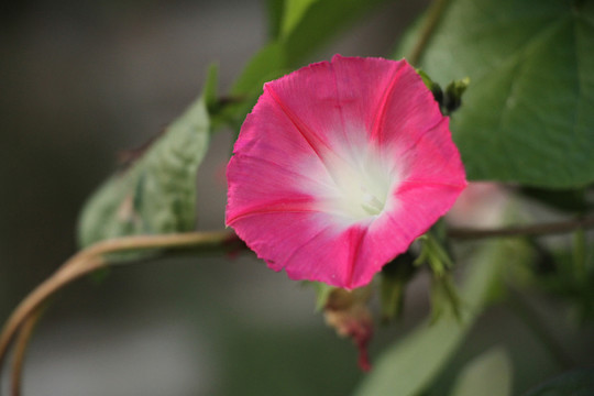 牵牛花
