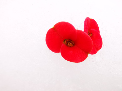 雪中红色花