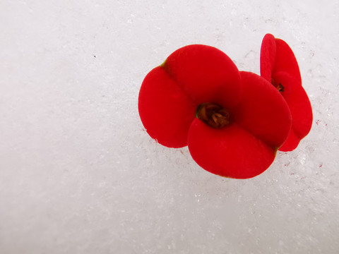 雪中红色花