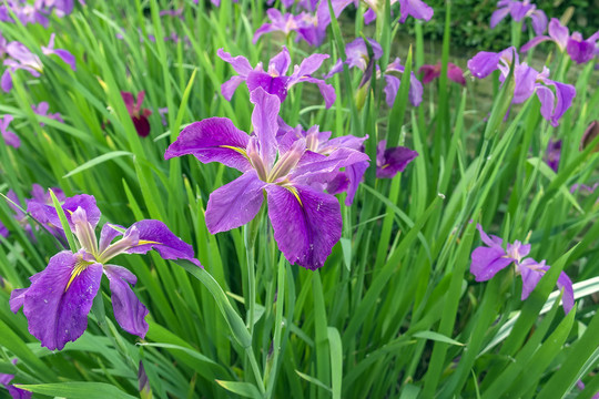 鸢尾花花海