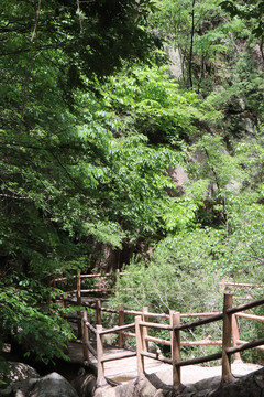 绿荫石道森林山峰