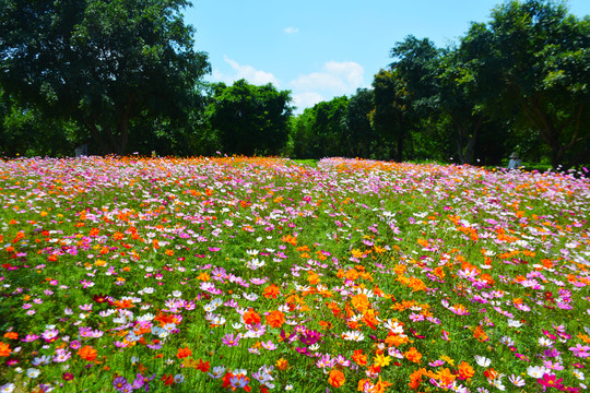 格桑花花海