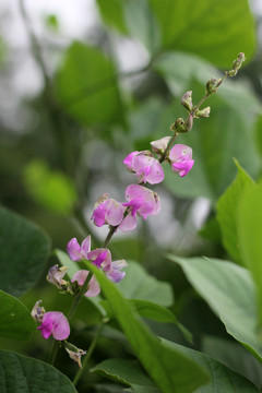 农村里蔬菜开的花