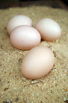沙地里的蛋