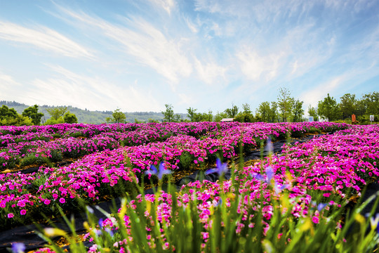 花海风景