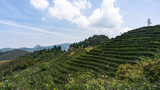 南岳茶山