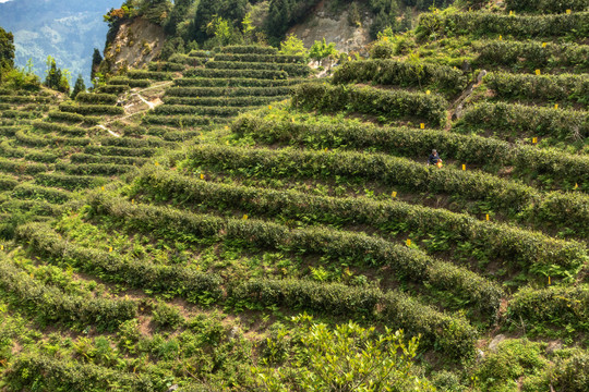 南岳云雾茶茶山