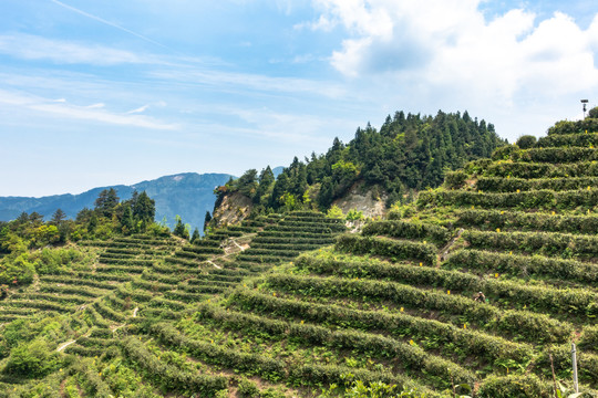 南岳云雾茶茶山