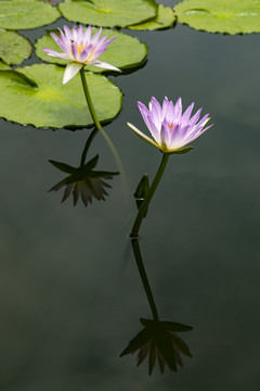 两朵莲花