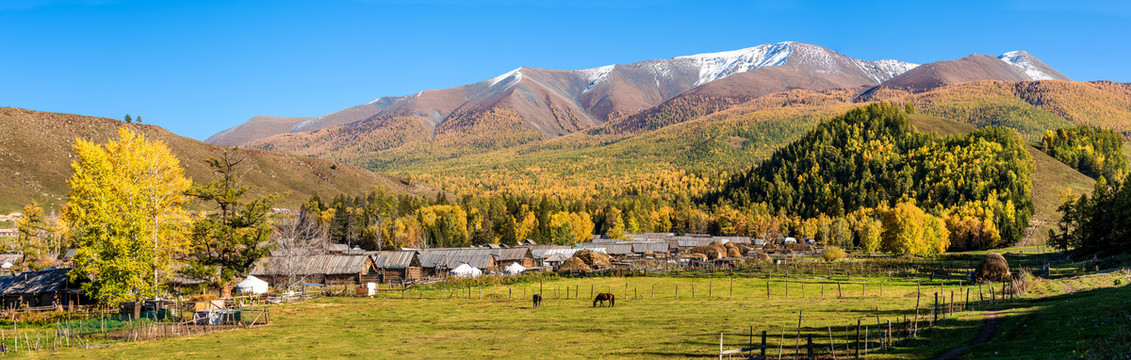 秋季中国新疆喀纳斯国家森林公园