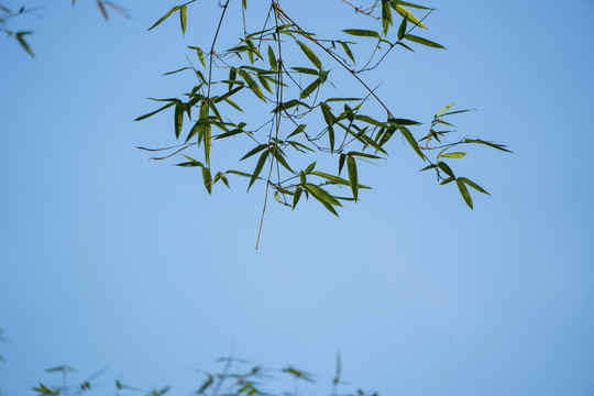 竹叶