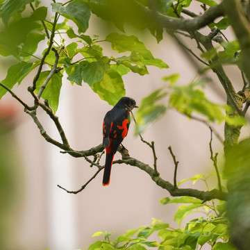赤红山椒鸟