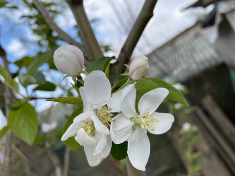 海棠花