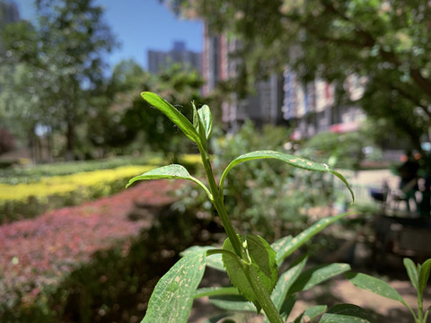 一株植物