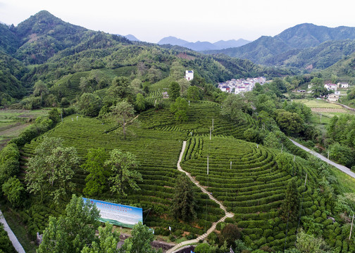 祁门生态茶园