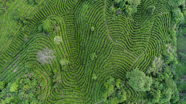 航拍生态有机茶园