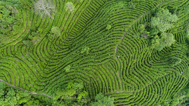 航拍生态有机茶园