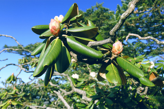 秦岭杜鹃花