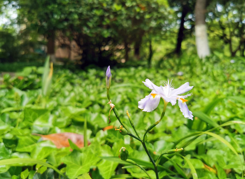 淡雅的花