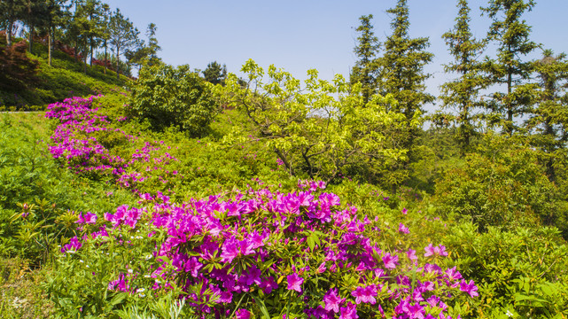 杜鹃花