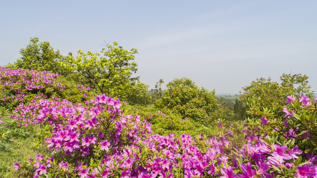 杜鹃花