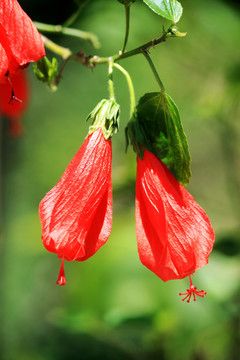 垂花悬铃花