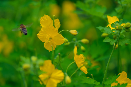 山野里盛开的白屈菜花