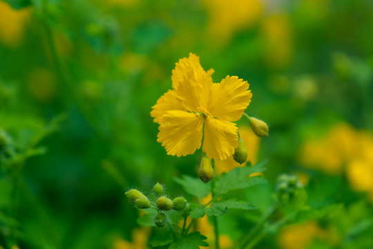 山野里盛开的白屈菜花