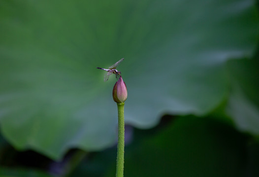 蜻蜓与荷花