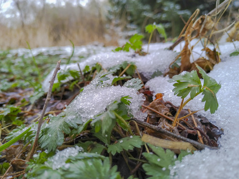 雪