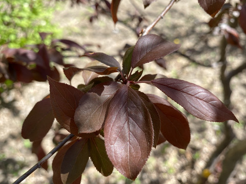 紫叶李