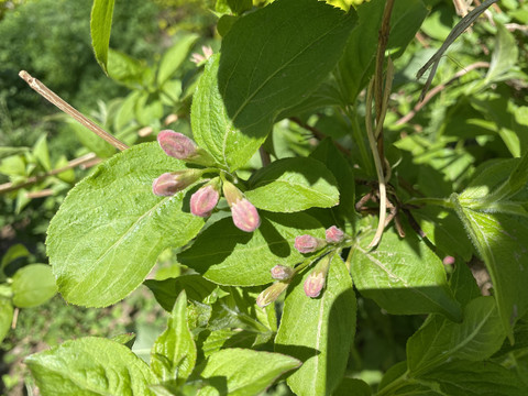 锦带花