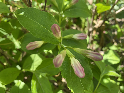 锦带花