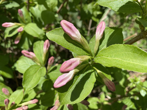 锦带花