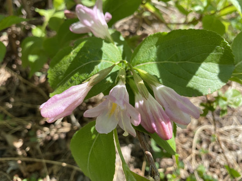 锦带花