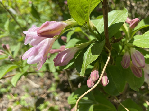 锦带花