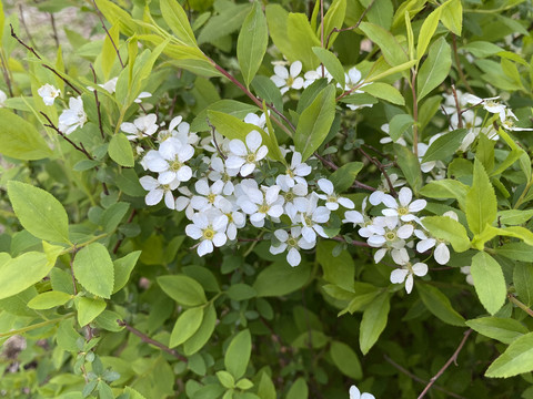 珍珠绣线菊